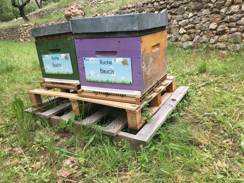La ruche Baucis