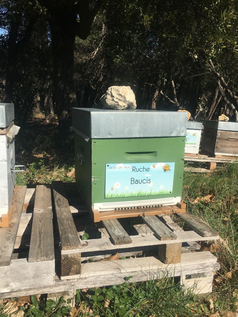 La ruche Baucis