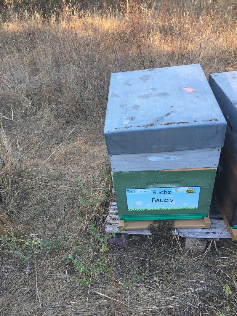 La ruche Baucis