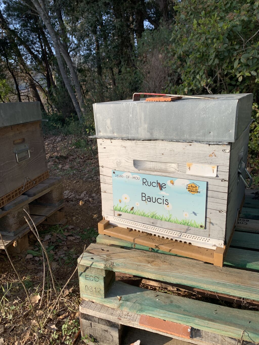 La ruche Baucis