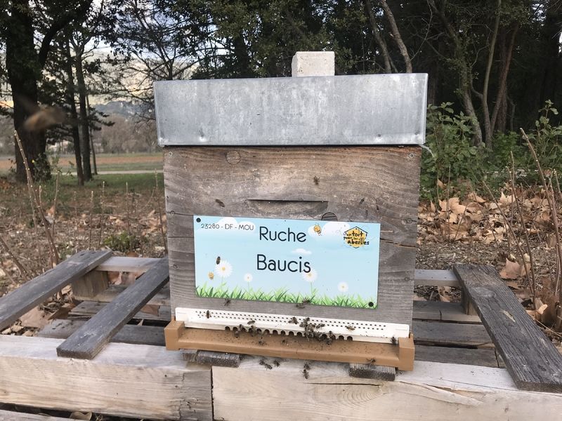 La ruche Baucis