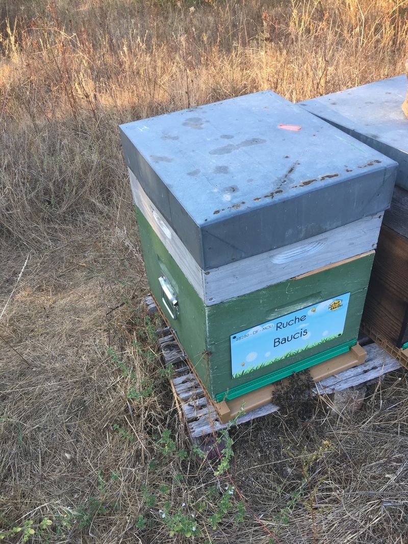 La ruche Baucis