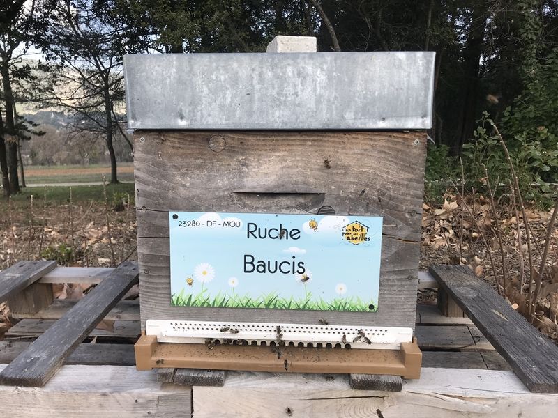 La ruche Baucis