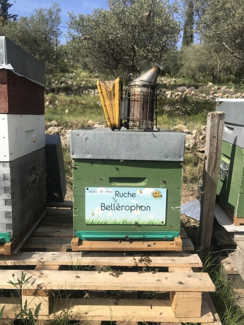 La ruche Bellérophon