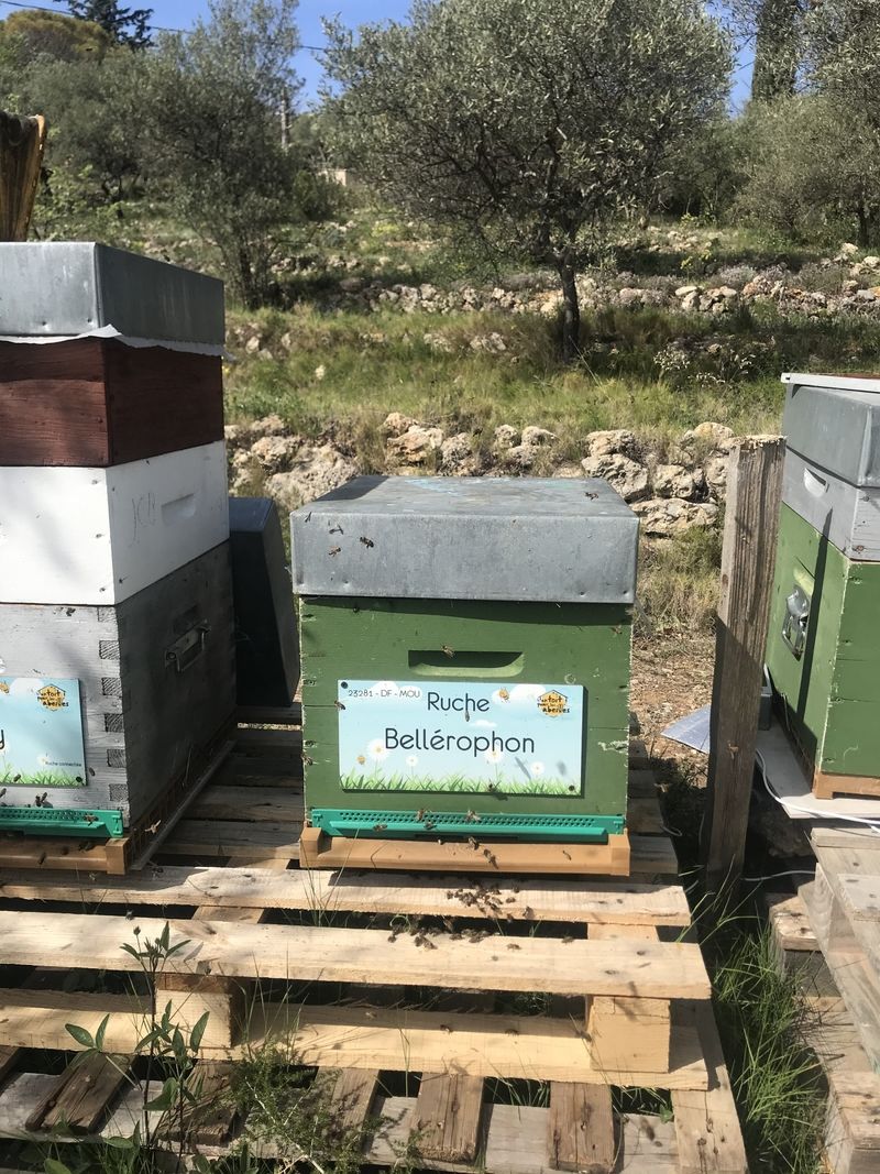 La ruche Bellérophon