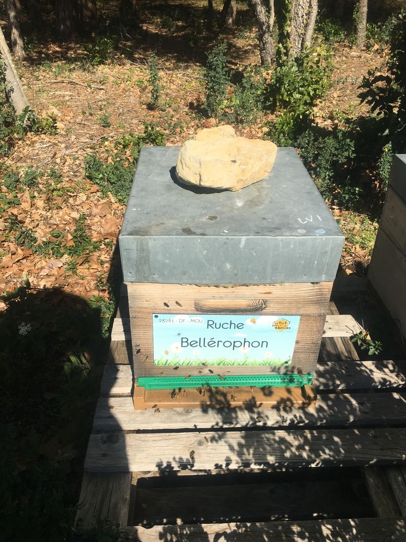 La ruche Bellérophon