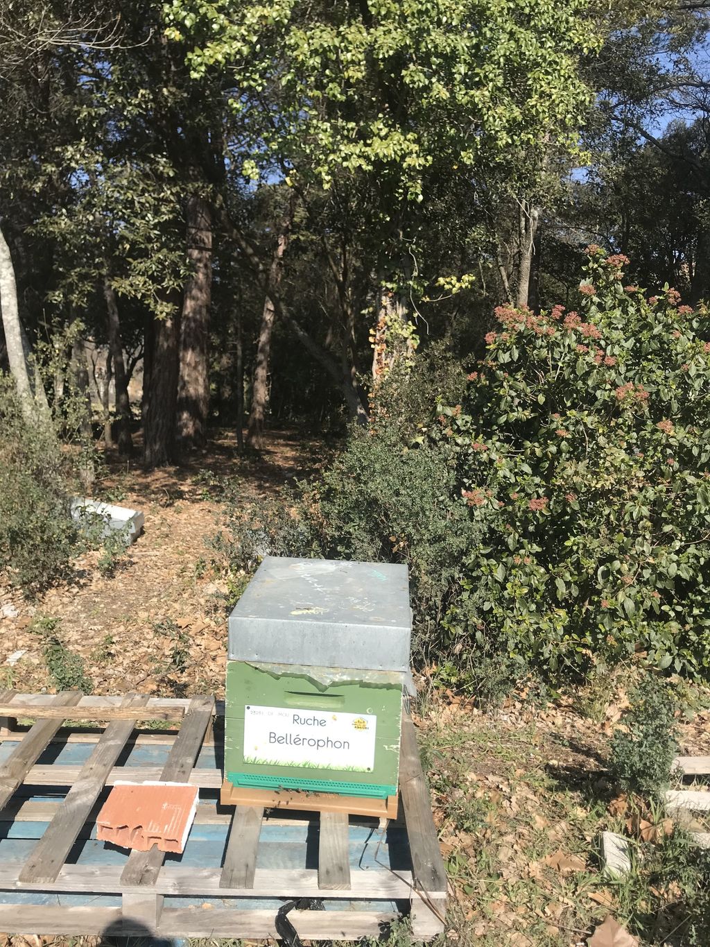 La ruche Bellérophon