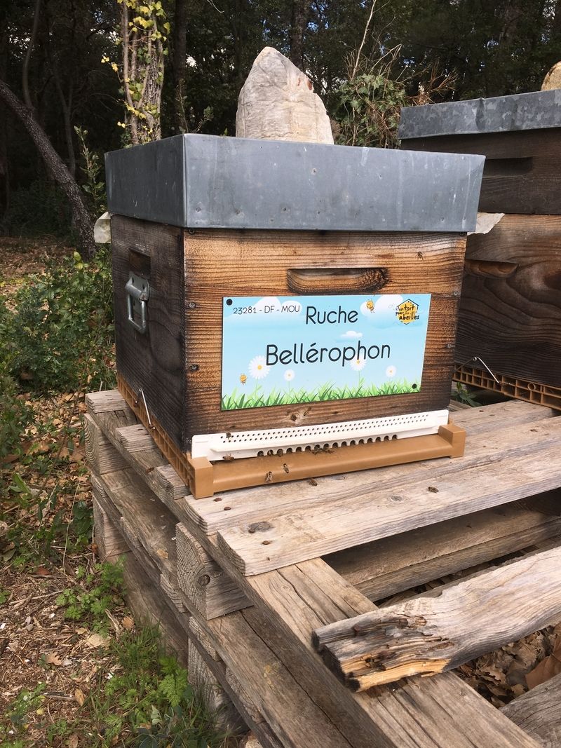 La ruche Bellérophon