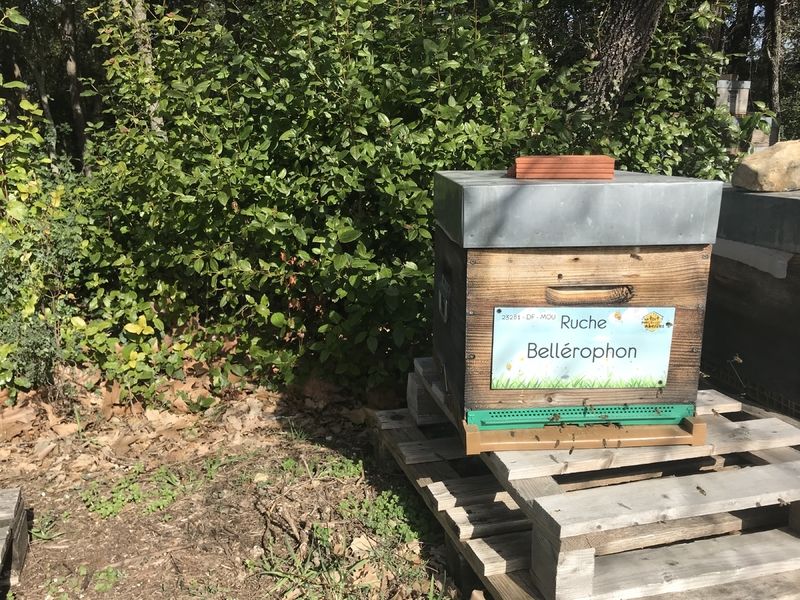 La ruche Bellérophon