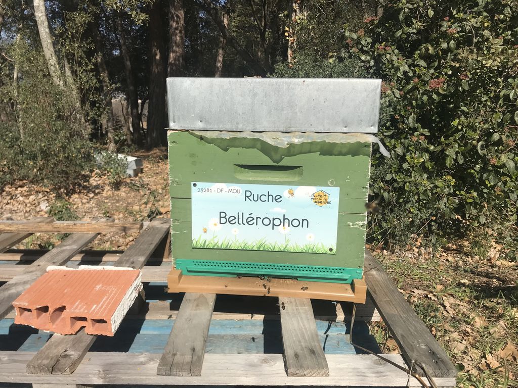 La ruche Bellérophon