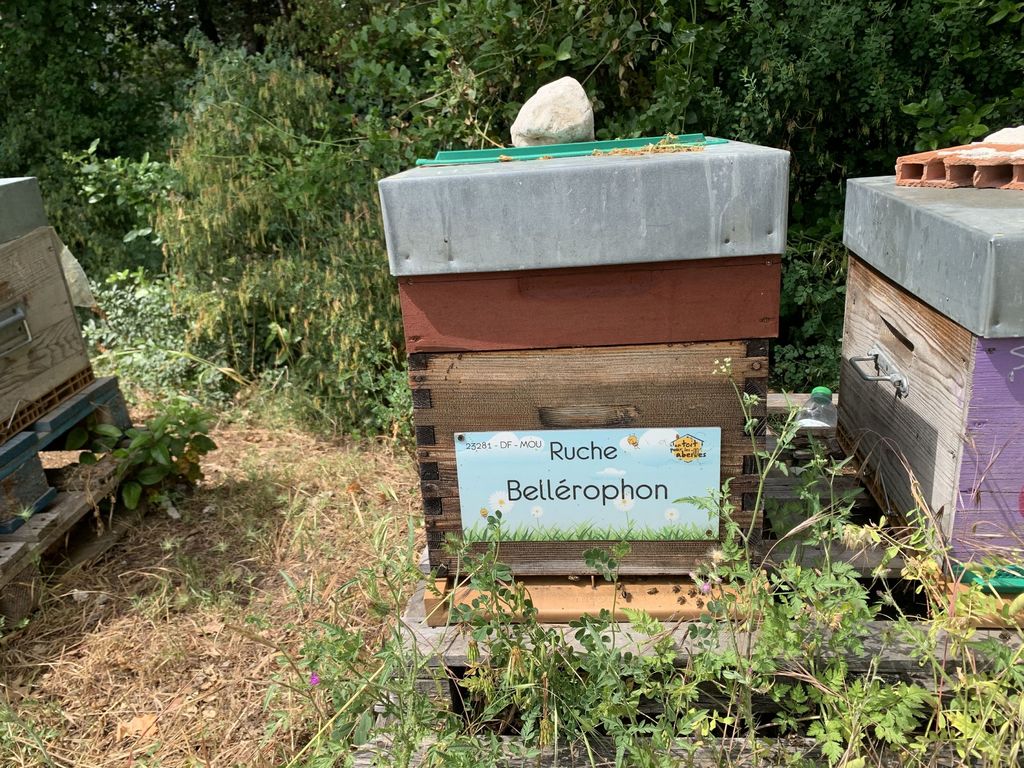 La ruche Bellérophon