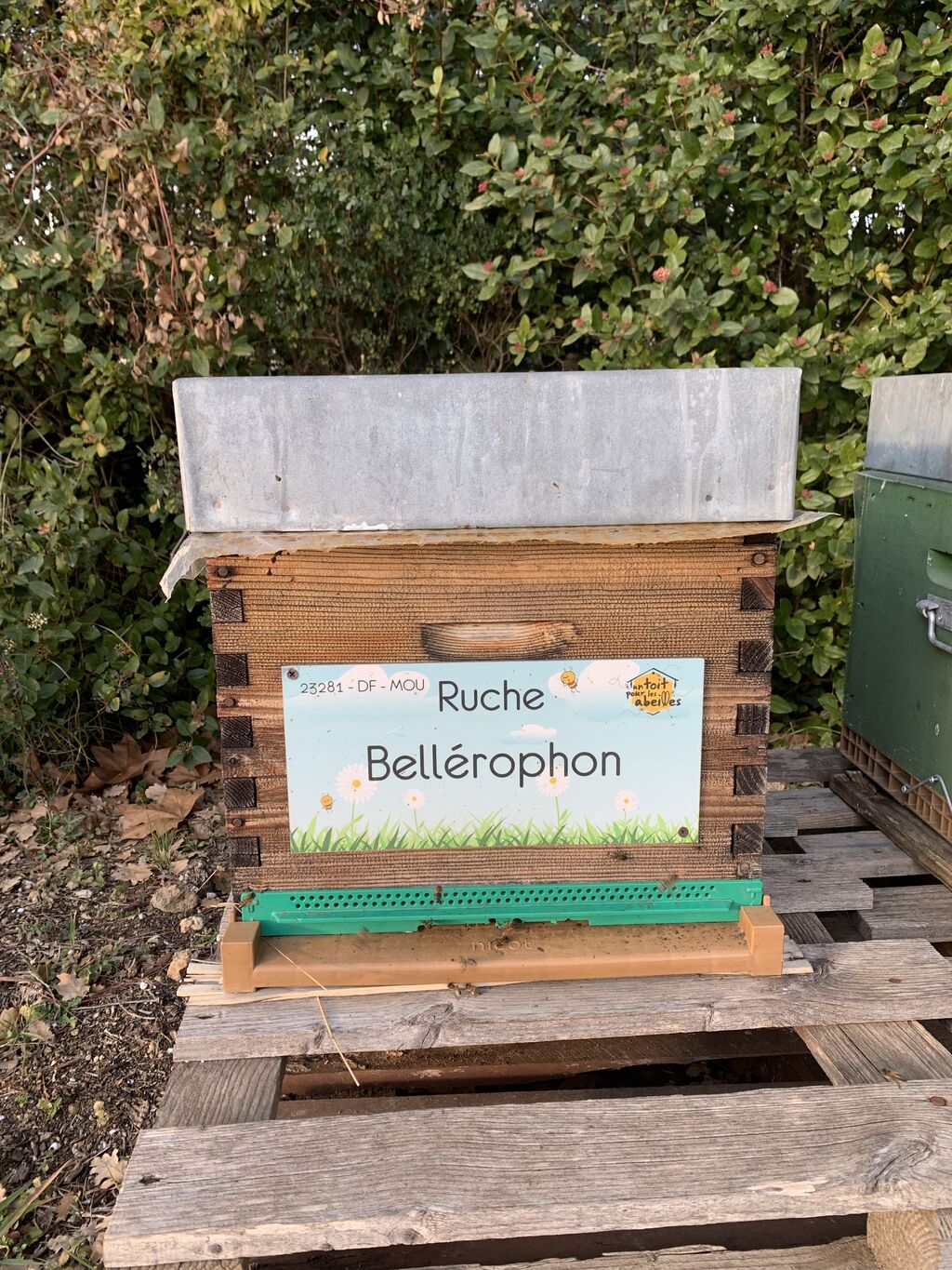 La ruche Bellérophon