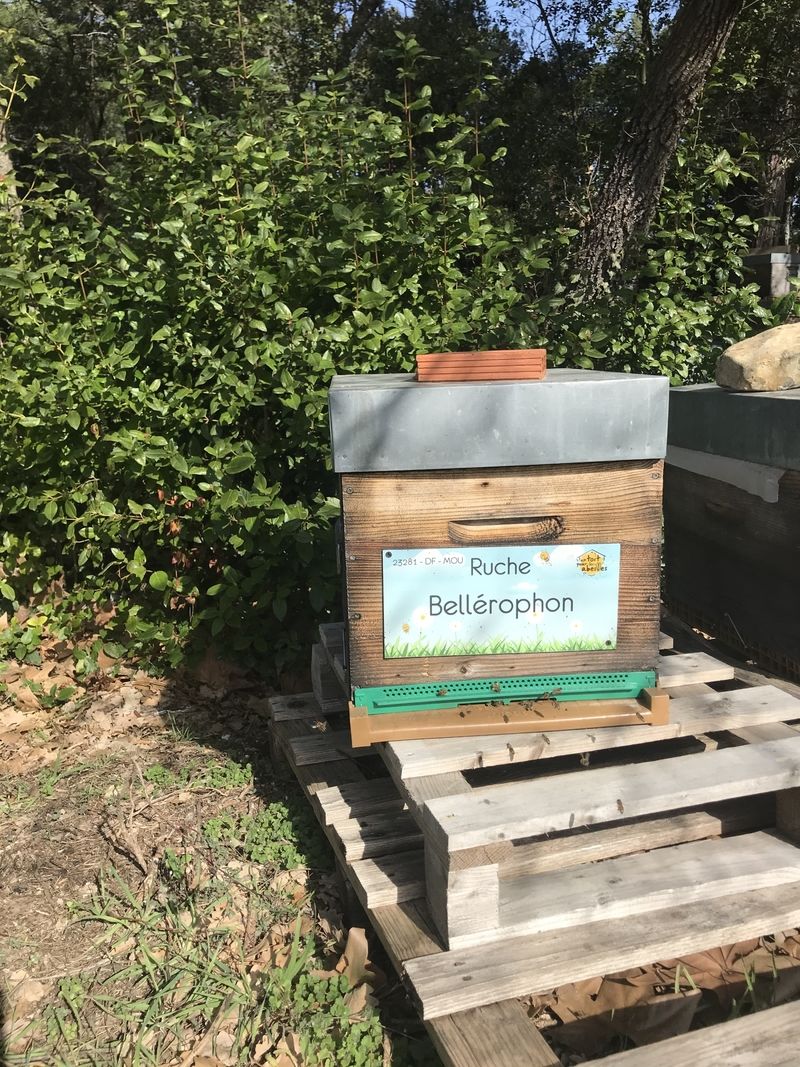 La ruche Bellérophon