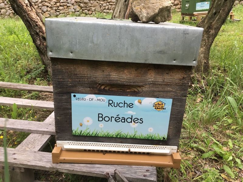La ruche Boréades