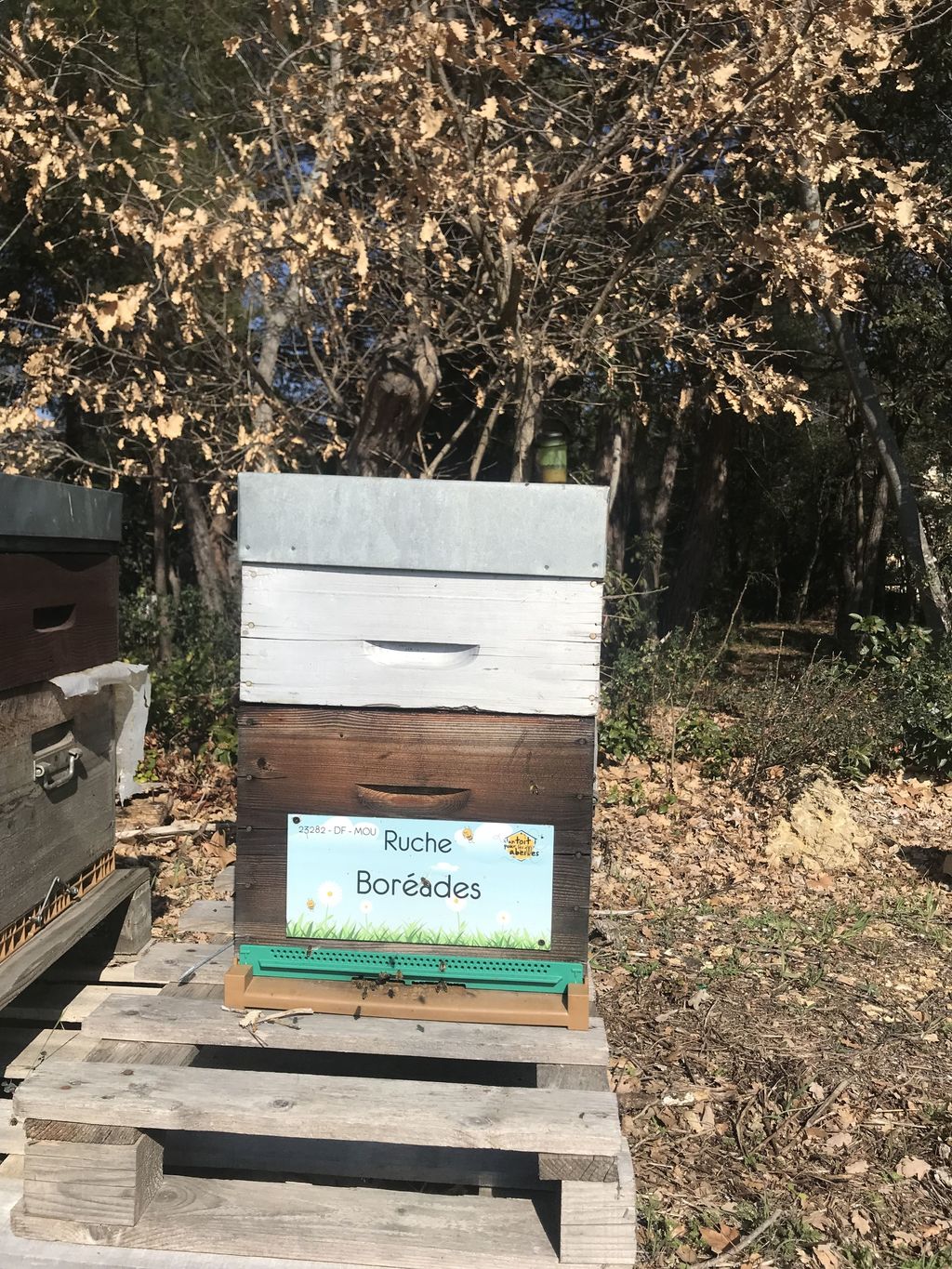 La ruche Boréades