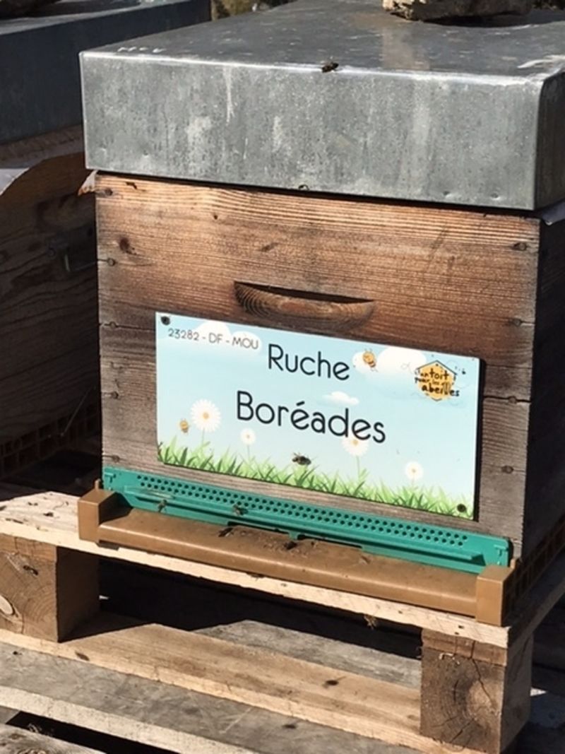 La ruche Boréades