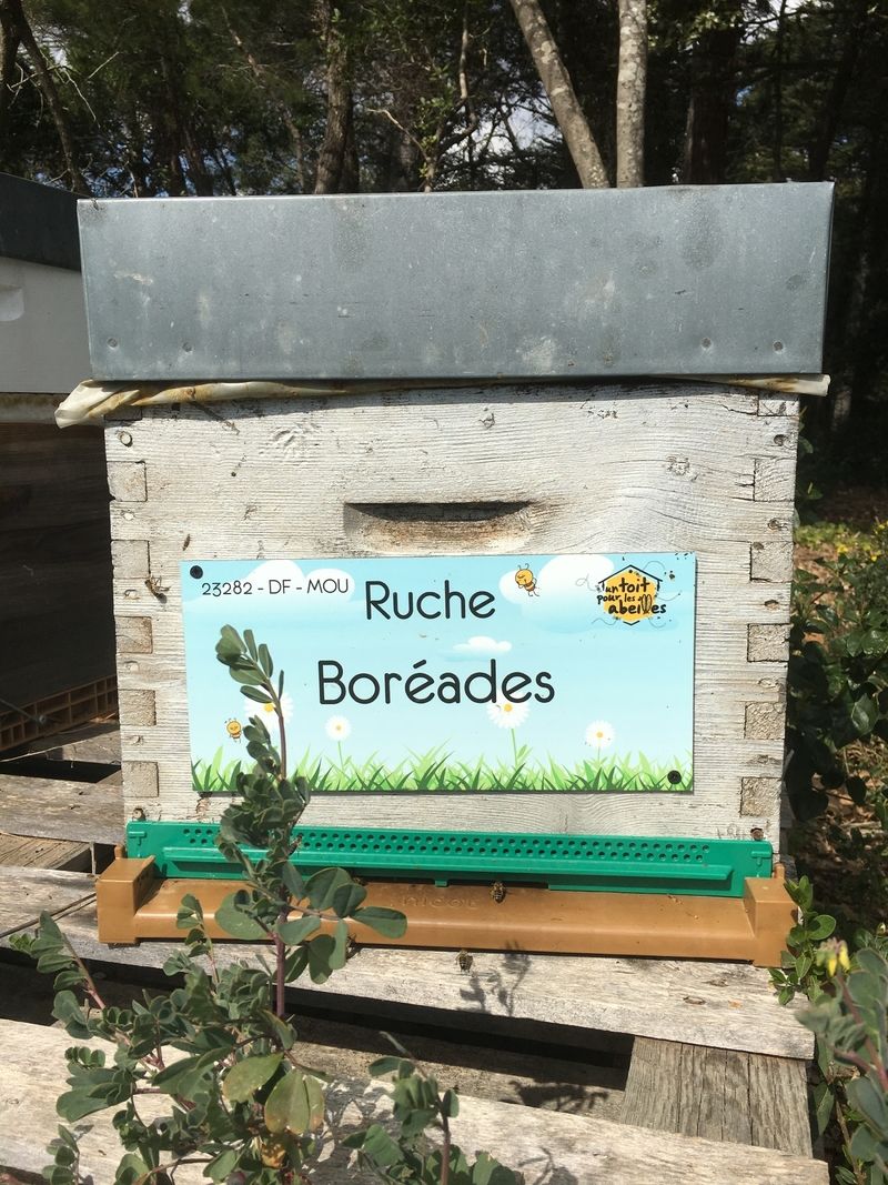 La ruche Boréades