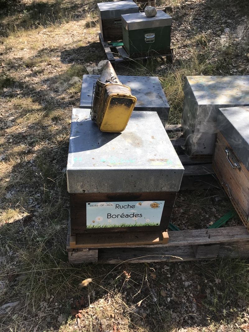 La ruche Boréades