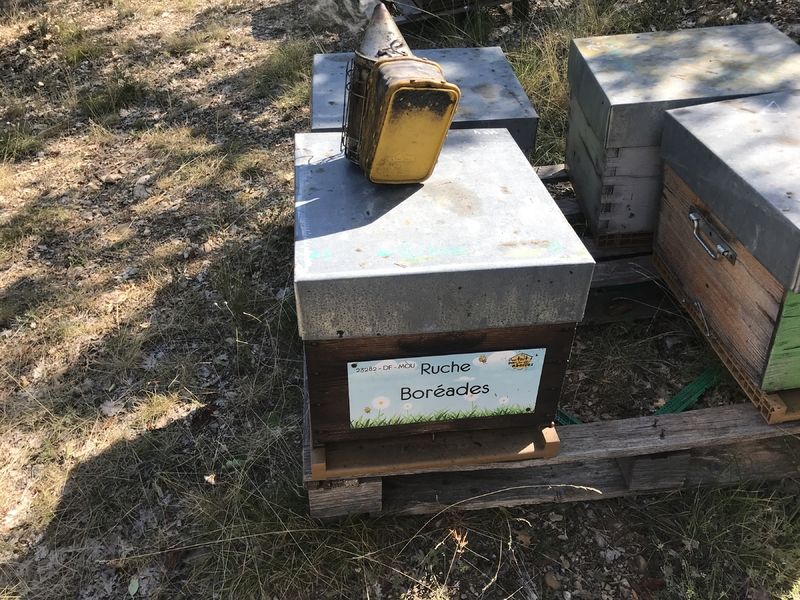 La ruche Boréades