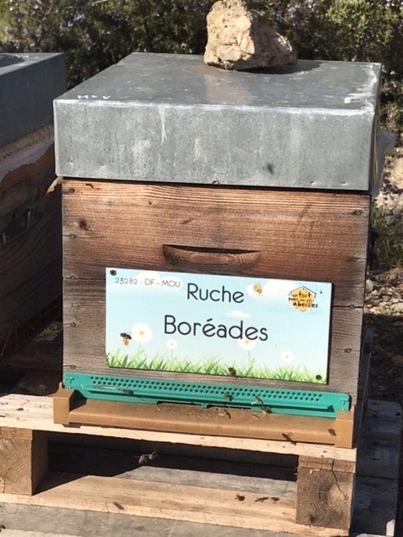 La ruche Boréades