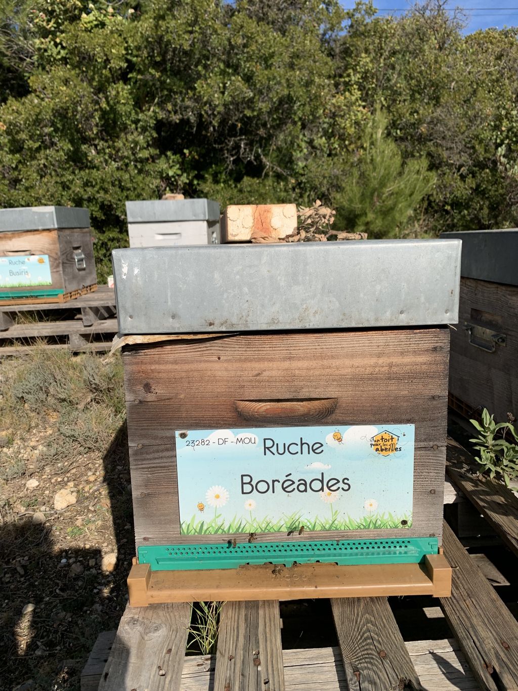 La ruche Boréades