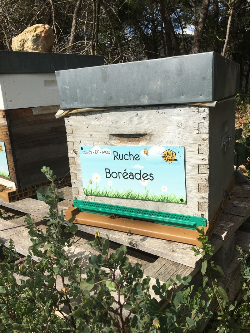 La ruche Boréades