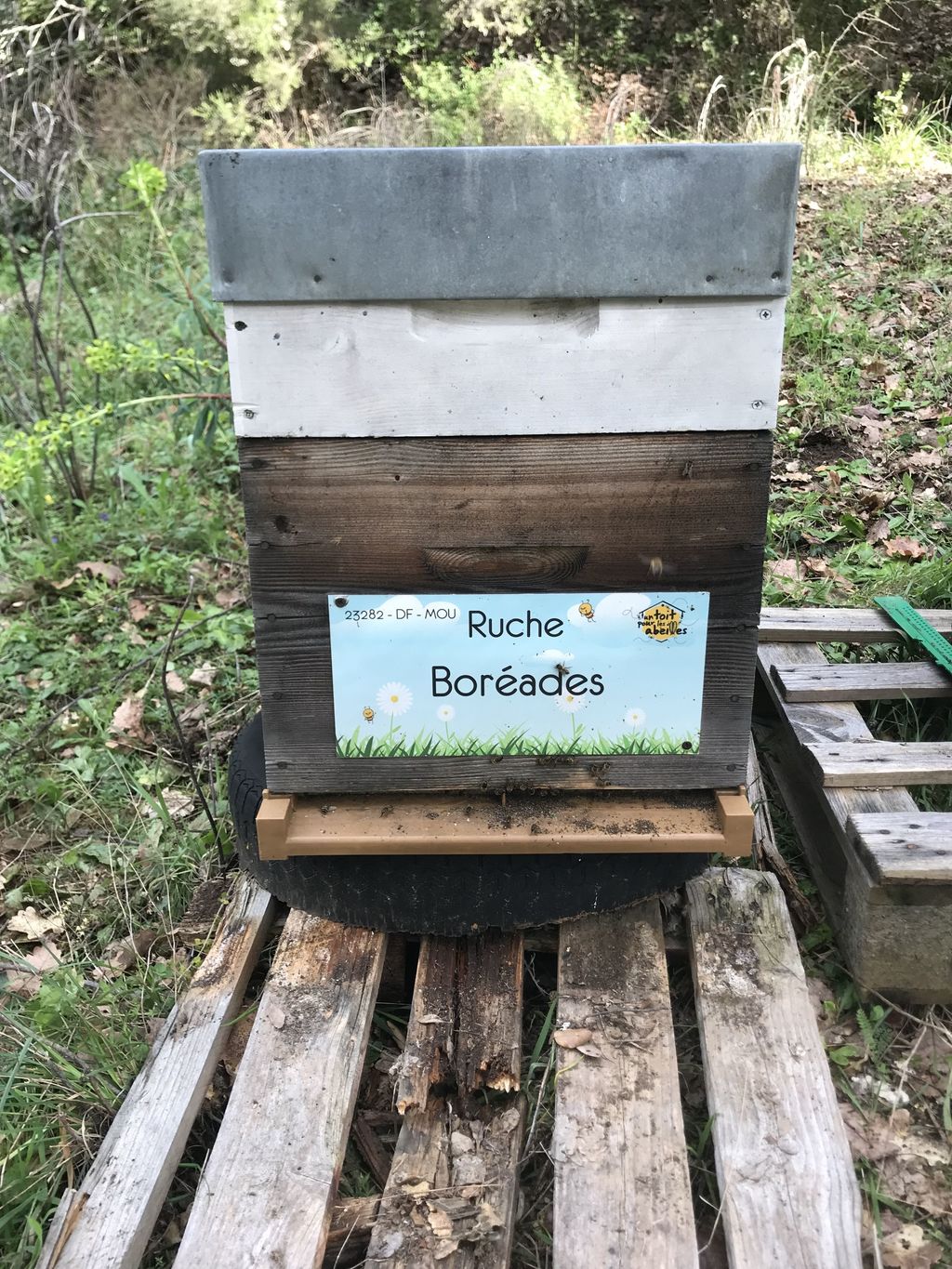 La ruche Boréades