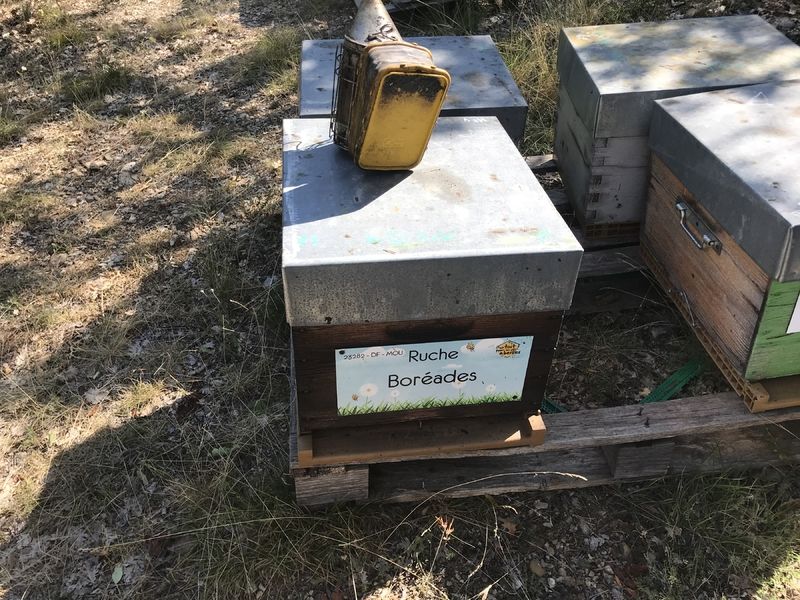 La ruche Boréades