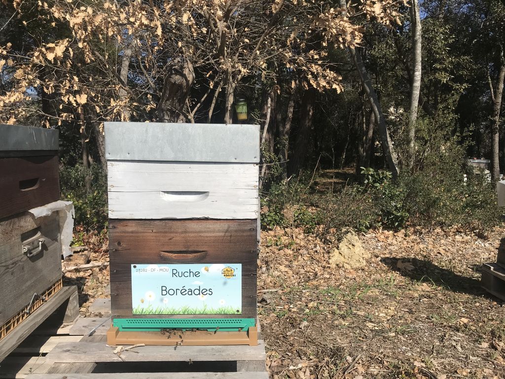 La ruche Boréades