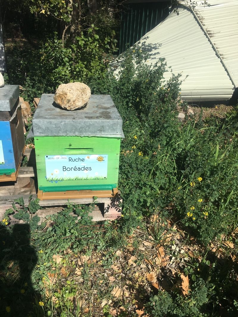 La ruche Boréades