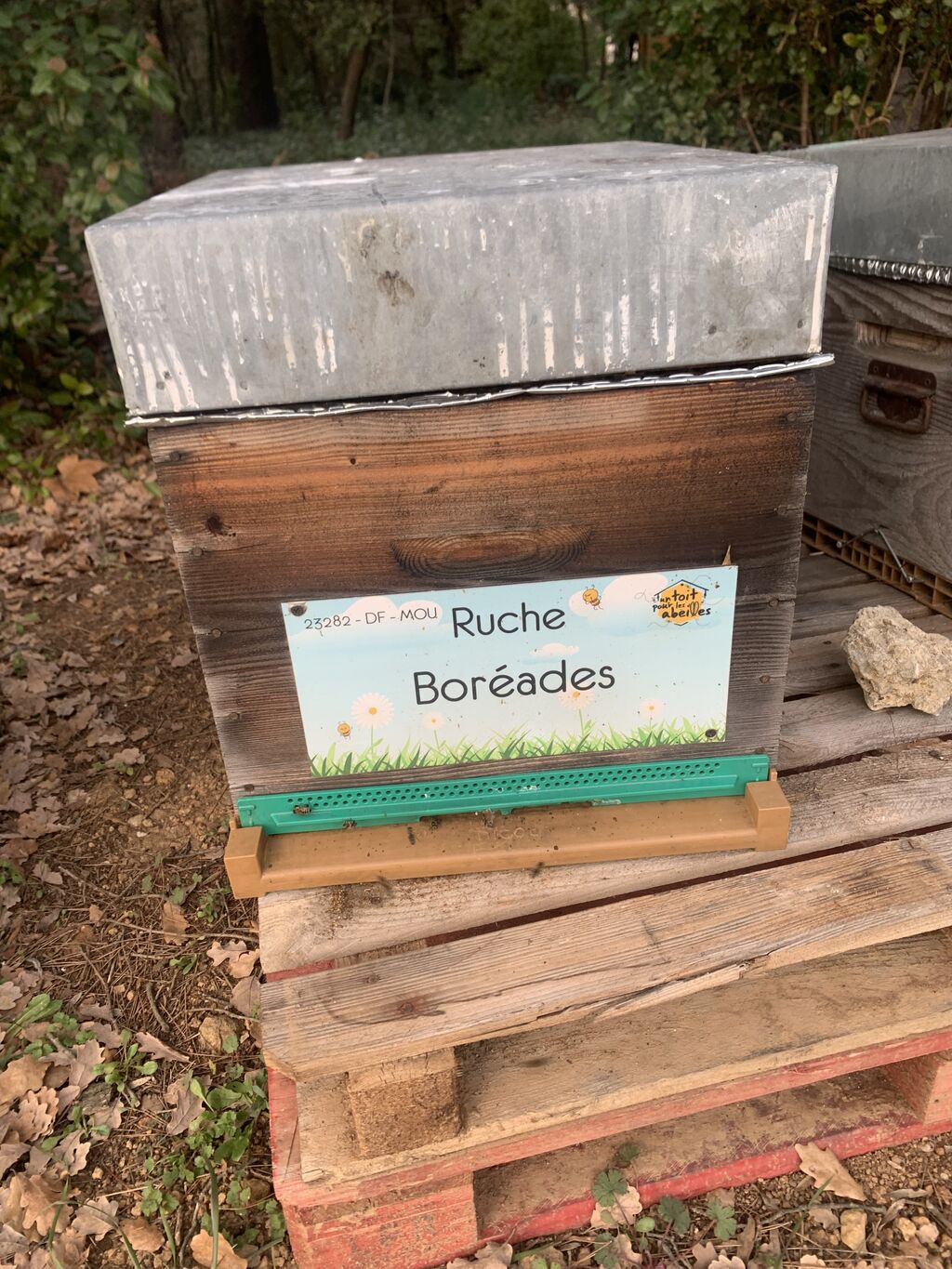 La ruche Boréades