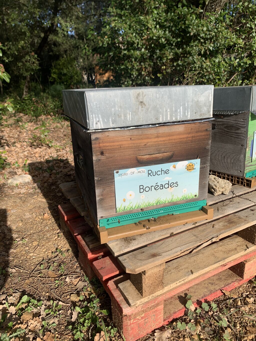 La ruche Boréades