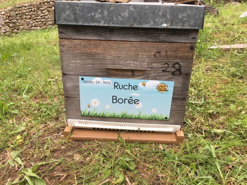 La ruche