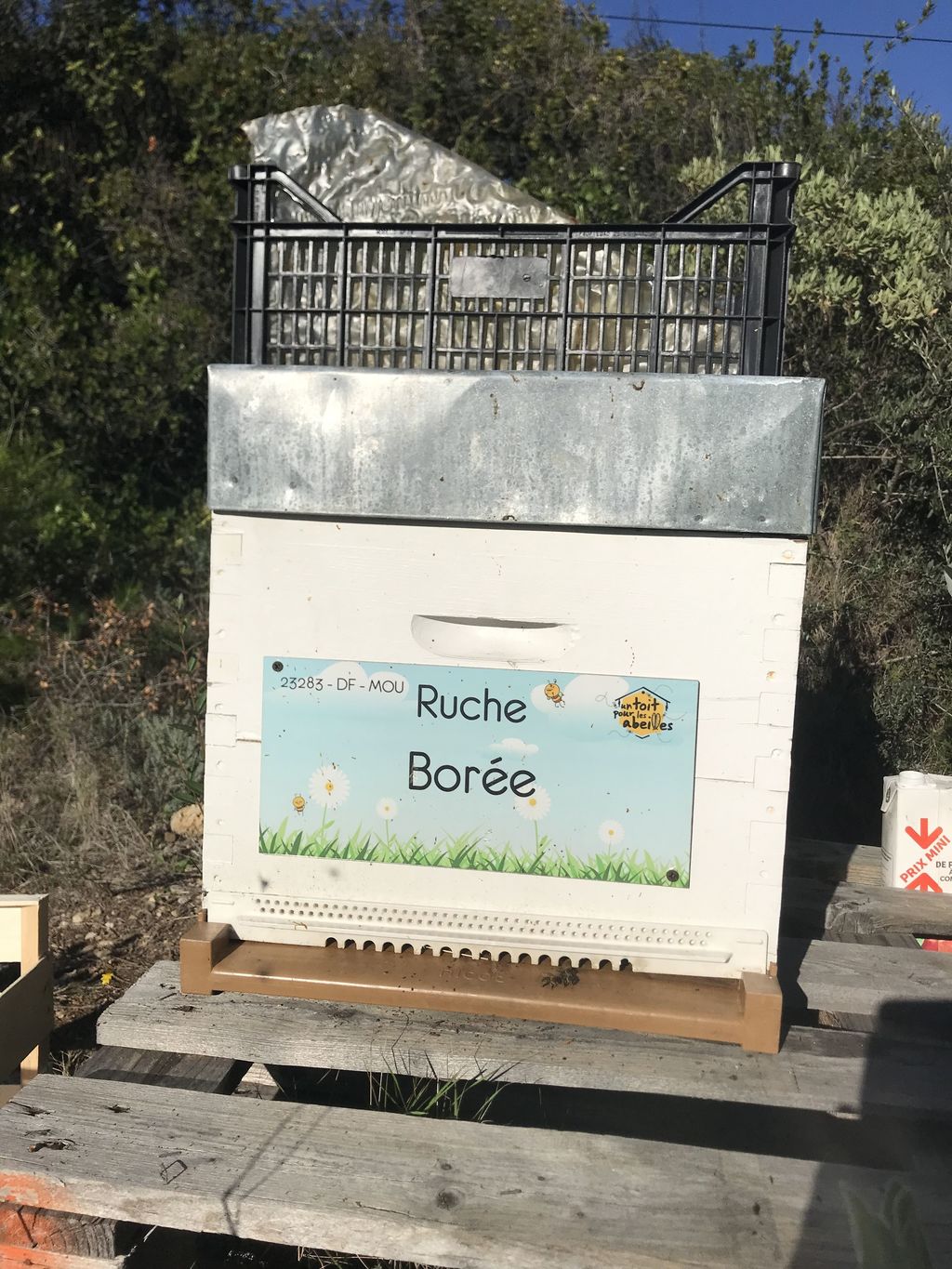 La ruche Borée