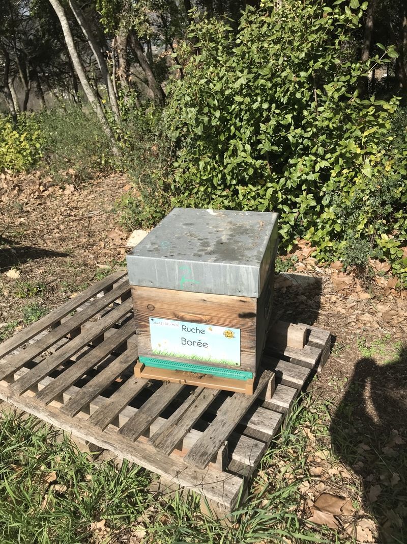 La ruche Borée