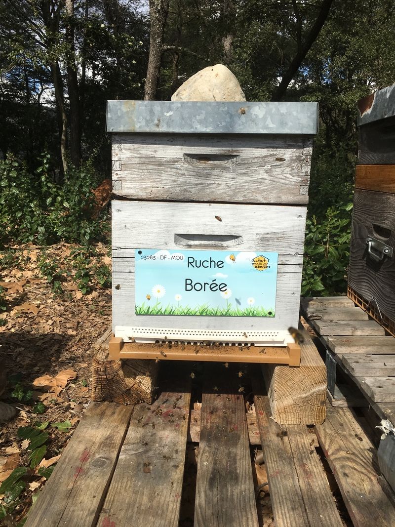 La ruche Borée