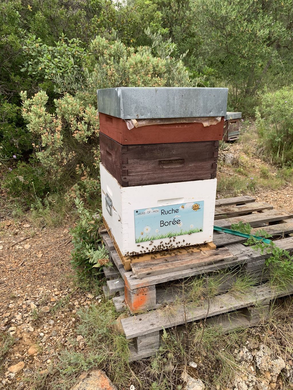 La ruche Borée