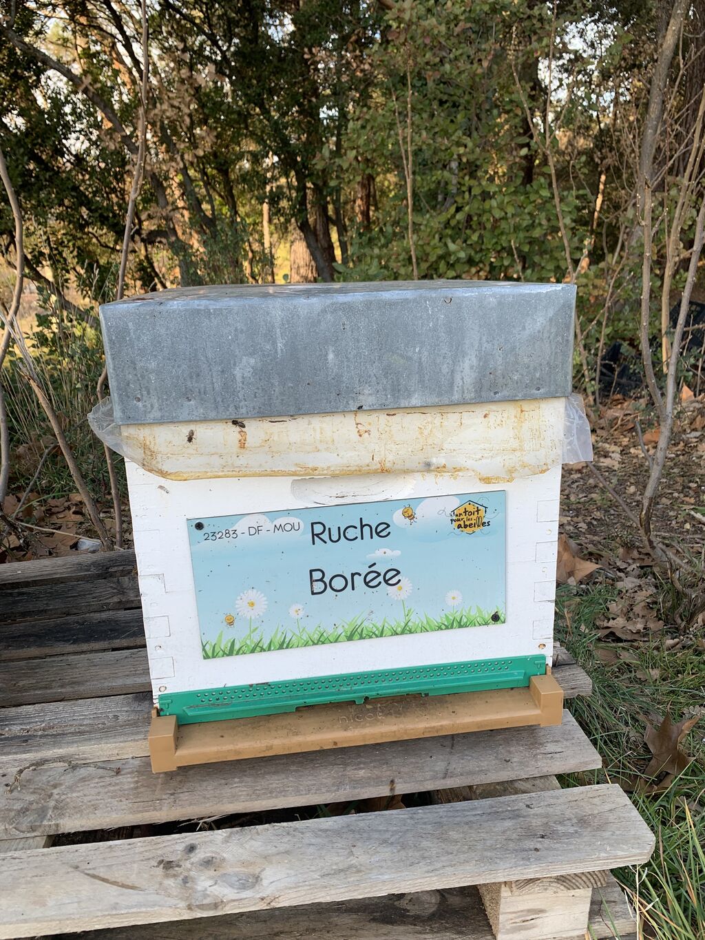 La ruche Borée