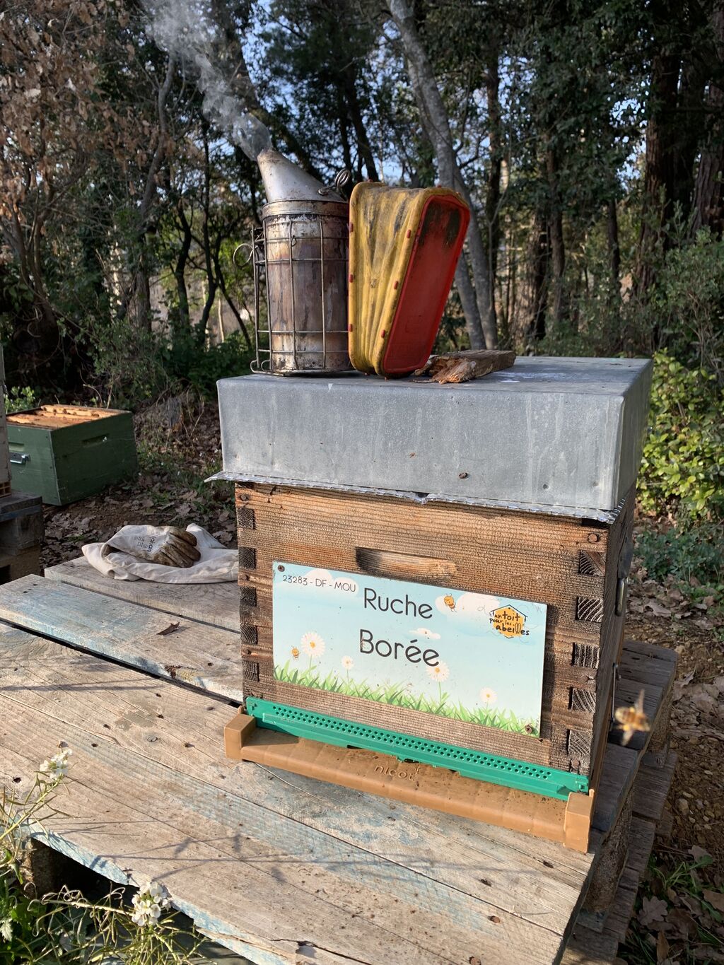 La ruche Borée