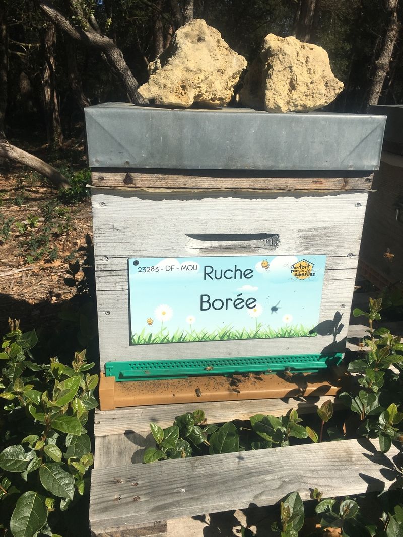 La ruche Borée