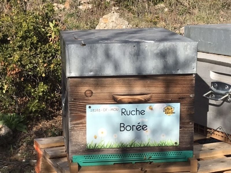 La ruche Borée