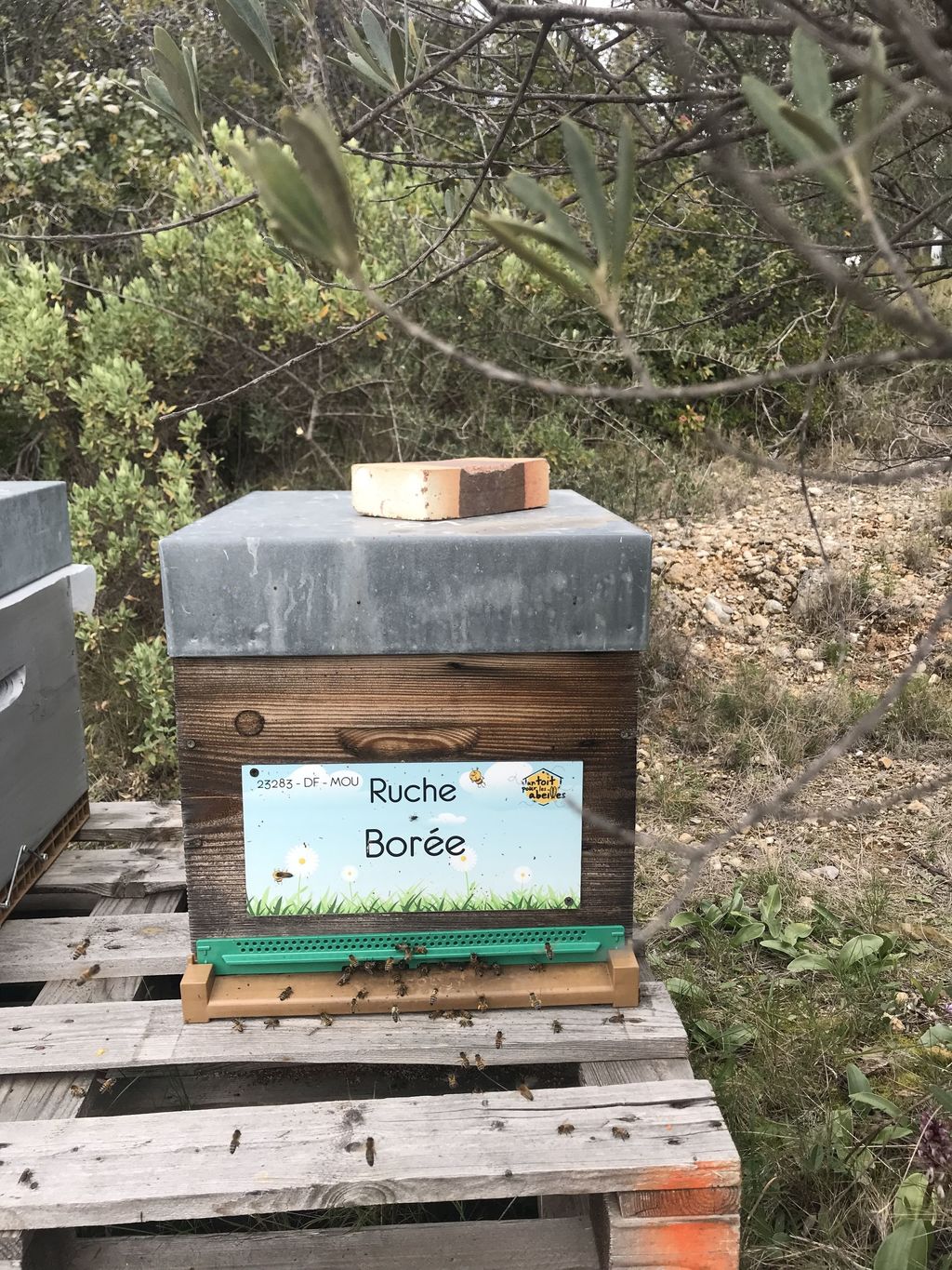 La ruche Borée