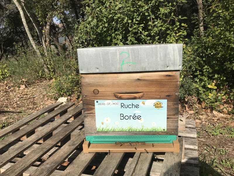 La ruche Borée