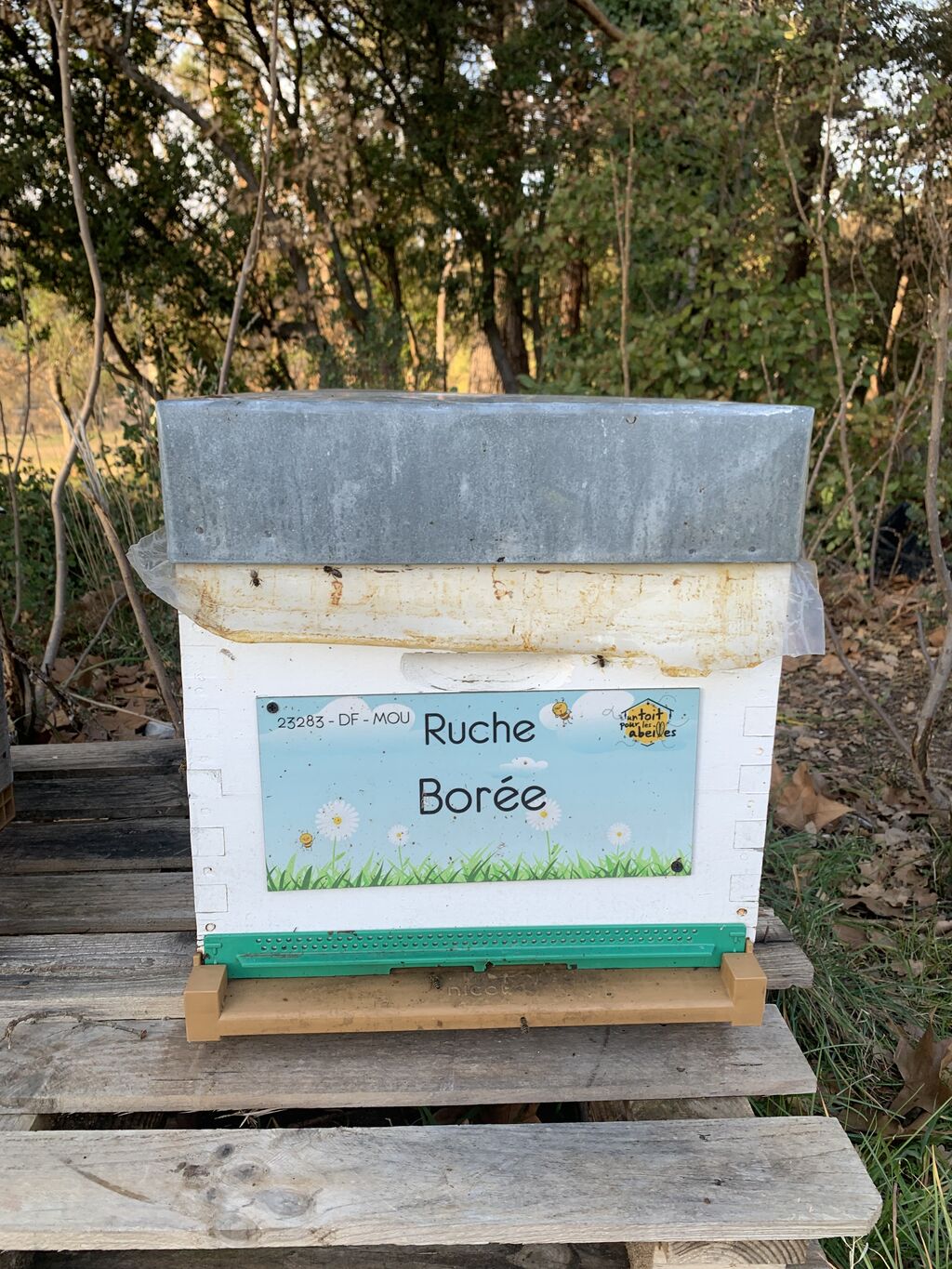 La ruche Borée