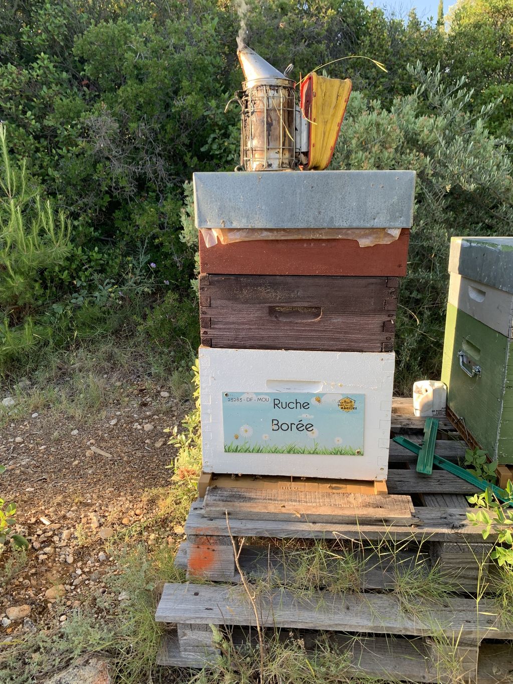 La ruche Borée