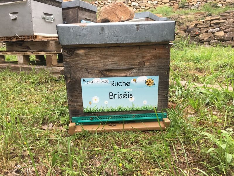 La ruche