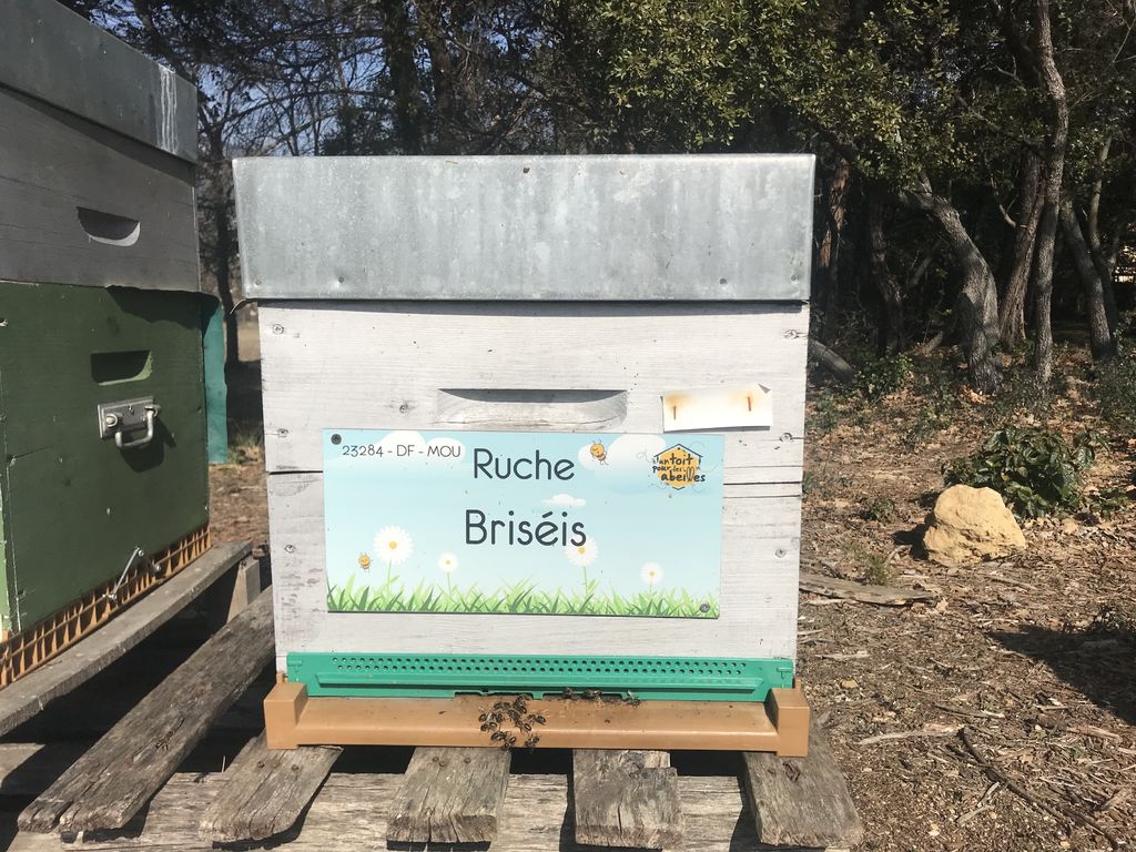 La ruche Briséis