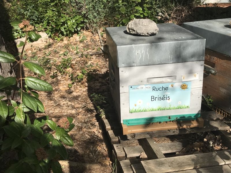 La ruche Briséis