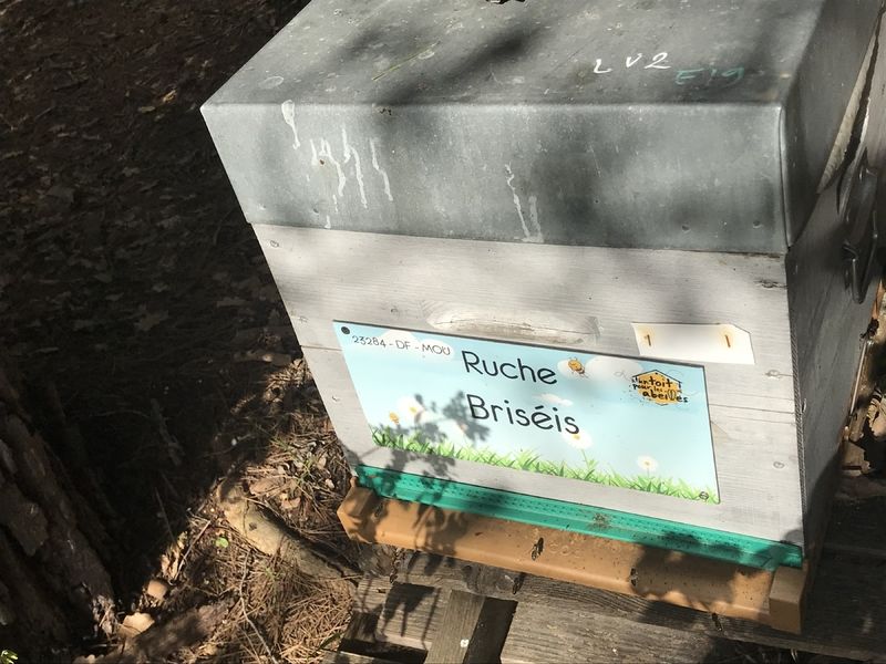 La ruche Briséis