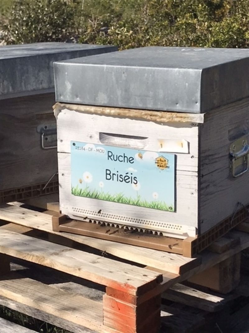 La ruche Briséis